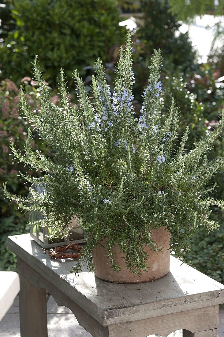 Blühender Rosmarin (Rosmarinus officinalis)