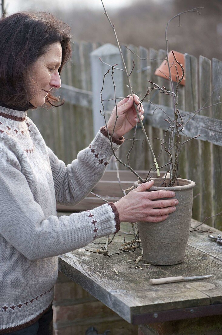Cut branches of flowering shrubs to make cuttings