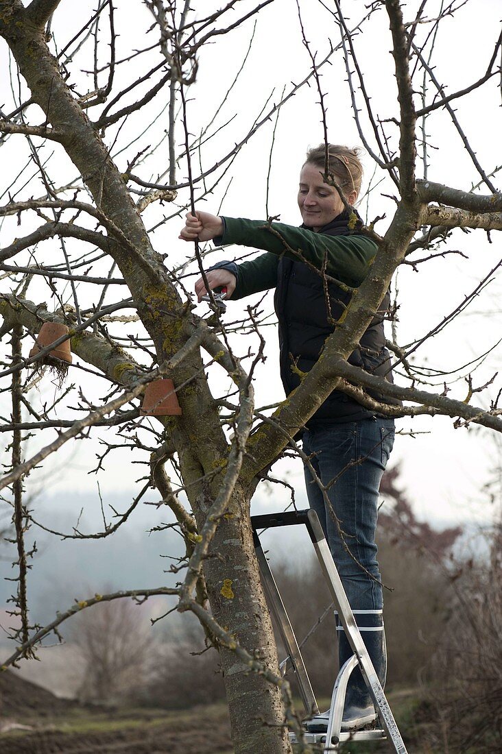Woman cutting back apple tree (malus) in winter