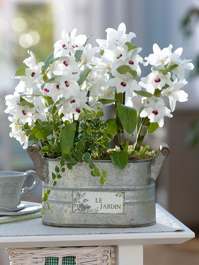 Dendrobium 'Star Class White' (Orchidee), Ficus pumila 'Sunny' (Kletterfeige