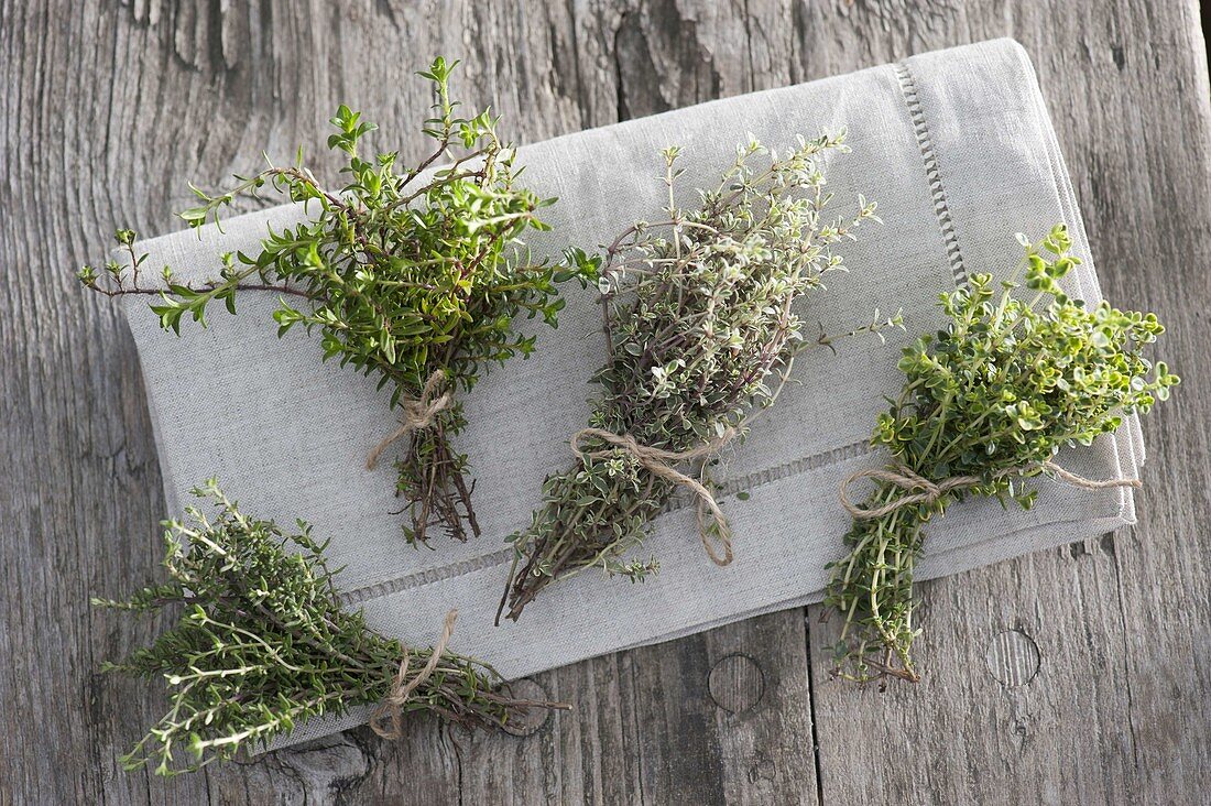 Herbal bouquet of thyme