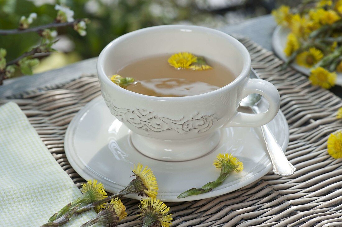 Tea made from Tussilago farfara (Coltsfoot) flowers