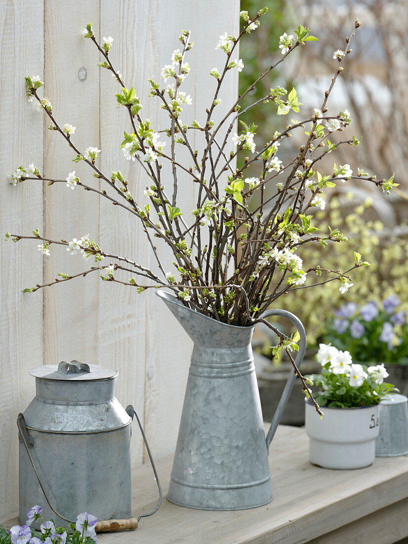 Tin can with flowering branches of Prunus