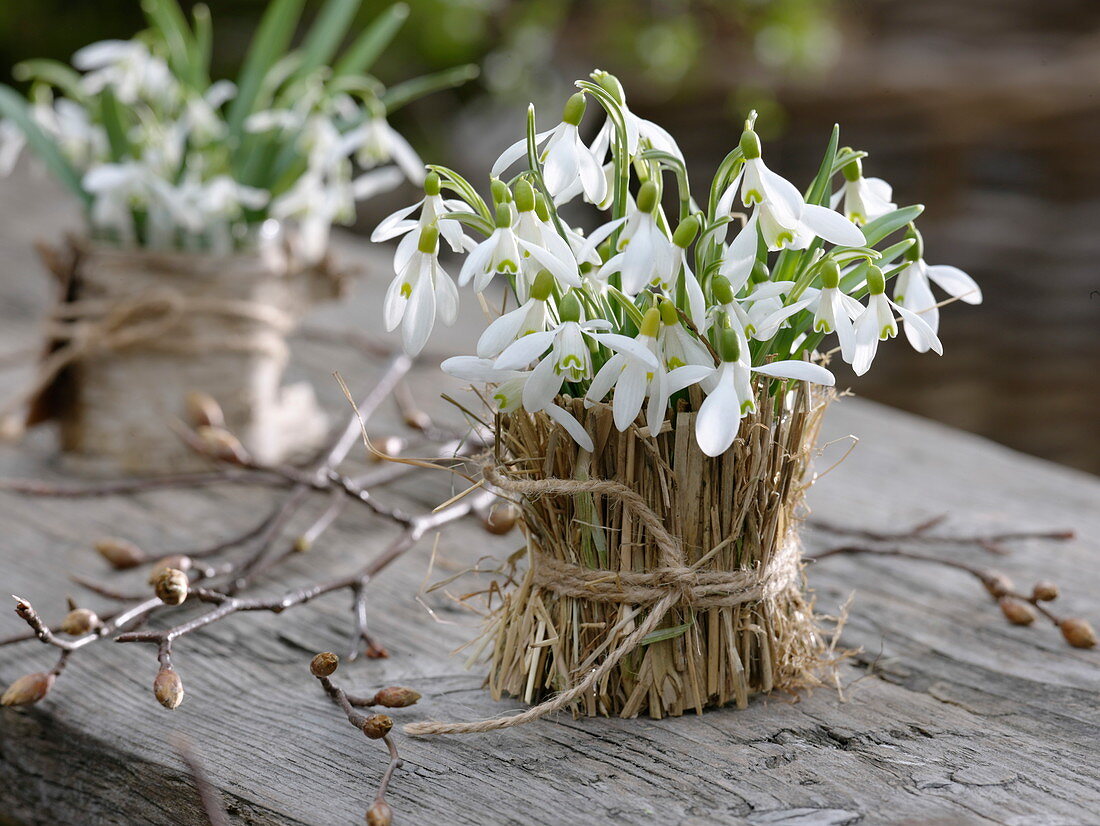 Galanthus (snowdrop) wrapped in glass with hay
