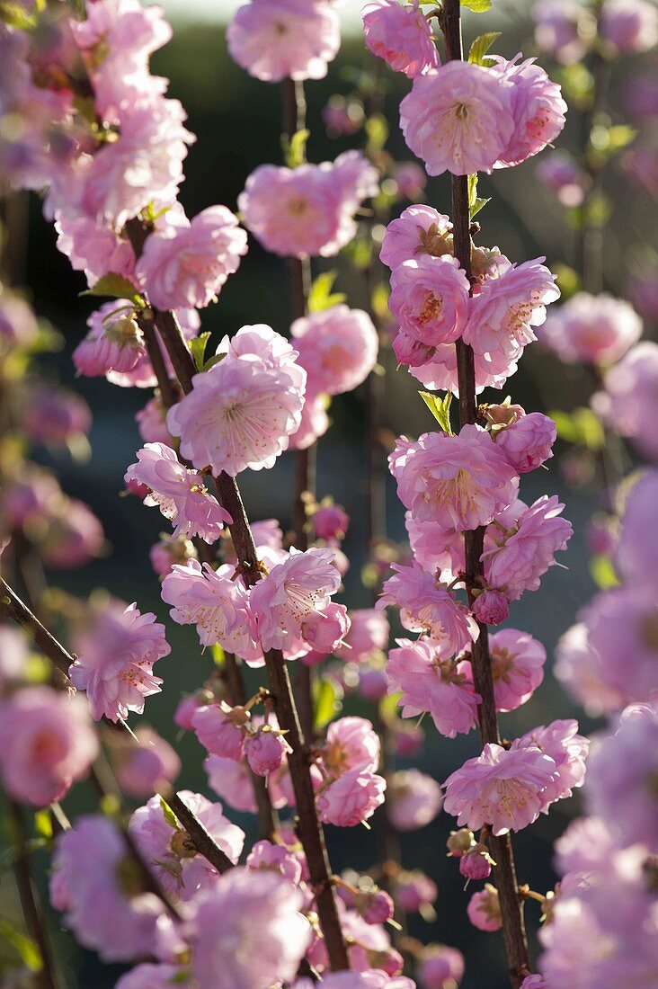 Blüten von Prunus triloba (Mandelbäumchen)