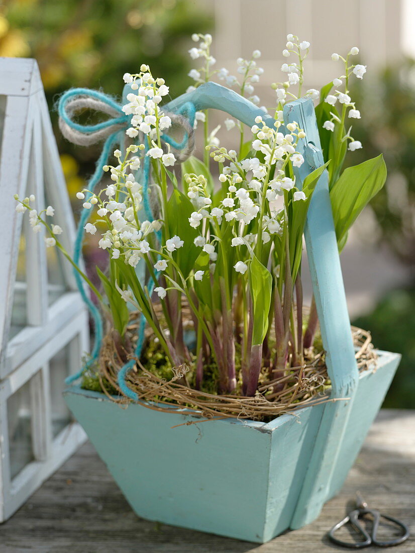 Convallaria majalis (lily of the valley) in wooden basket