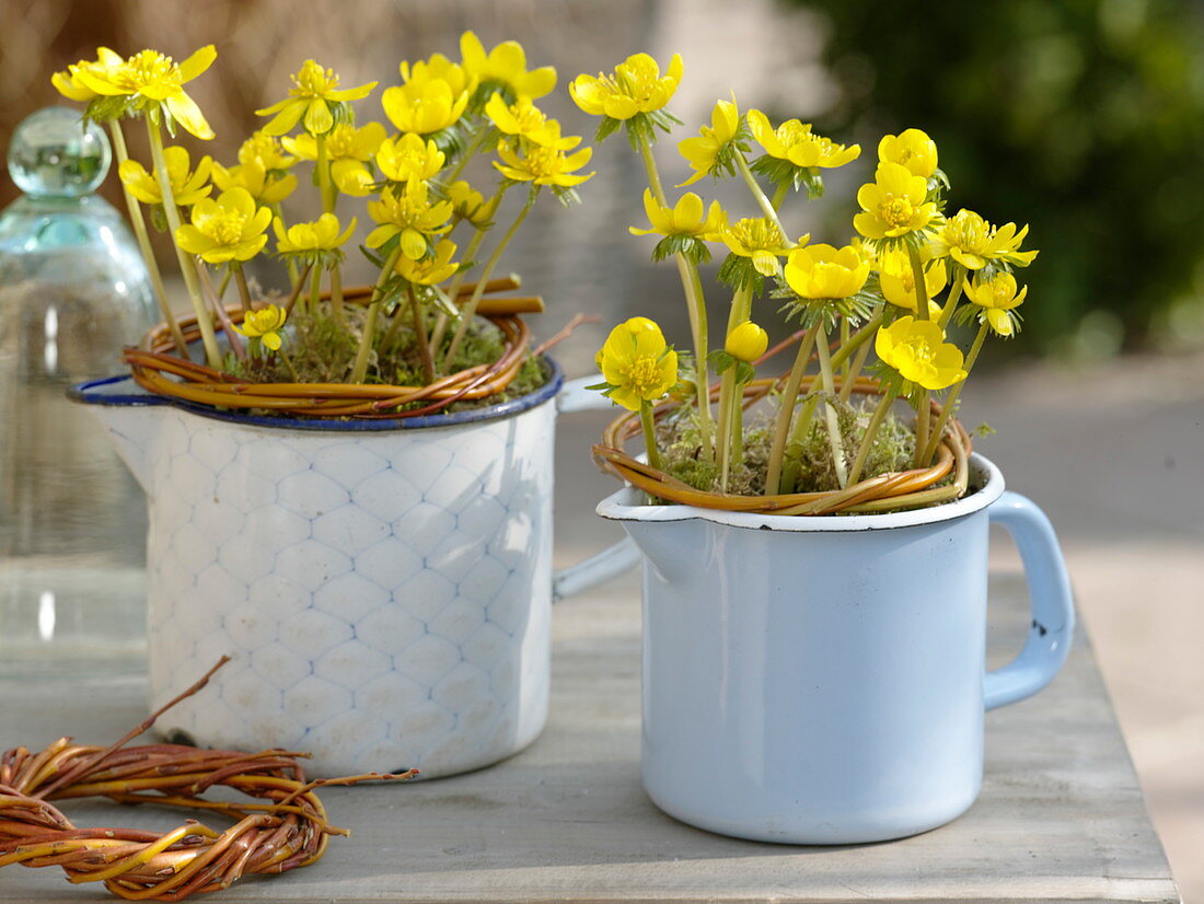 Eranthis (Winterlinge) in emaillierten Töpfen, Kränze aus Salix (Weide)