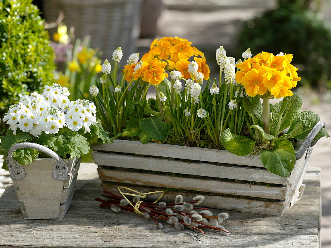 Primula Elatior (Hohe Primeln) und P. malacoides (Fliederprimel), Muscari