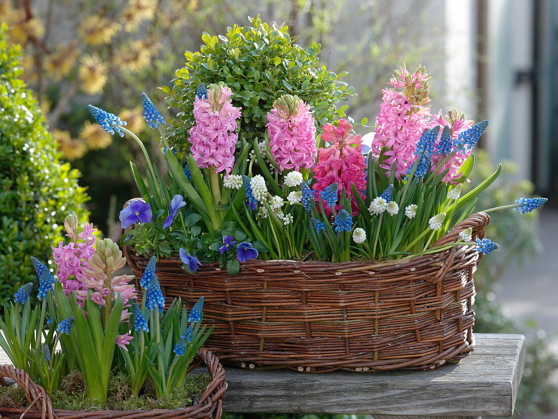 Willow basket with Buxus (boxwood), Hyacinthus (hyacinths), Muscari 'White'