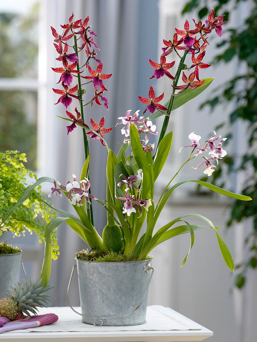 Cambria 'Bobcat' dunkel , 'Euro Star' (Orchideen), Adiantum fragans