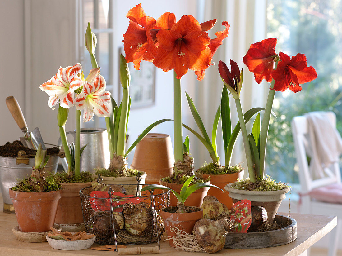 Hippeastrum 'Royal Red', 'Tropical Orange', 'Flaming Striped'