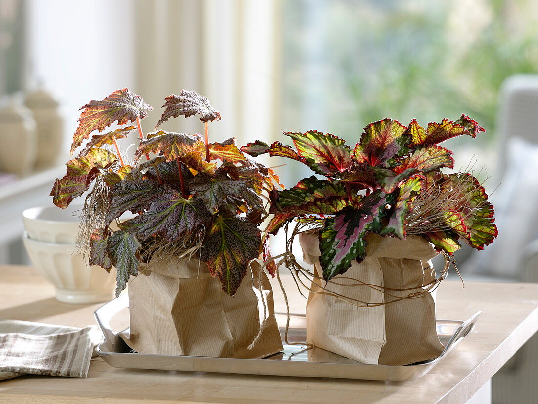 Begonia Rex (Foliage Begonia) in paper bags