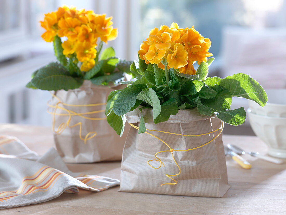 Primula elatior (primrose) in paper bags