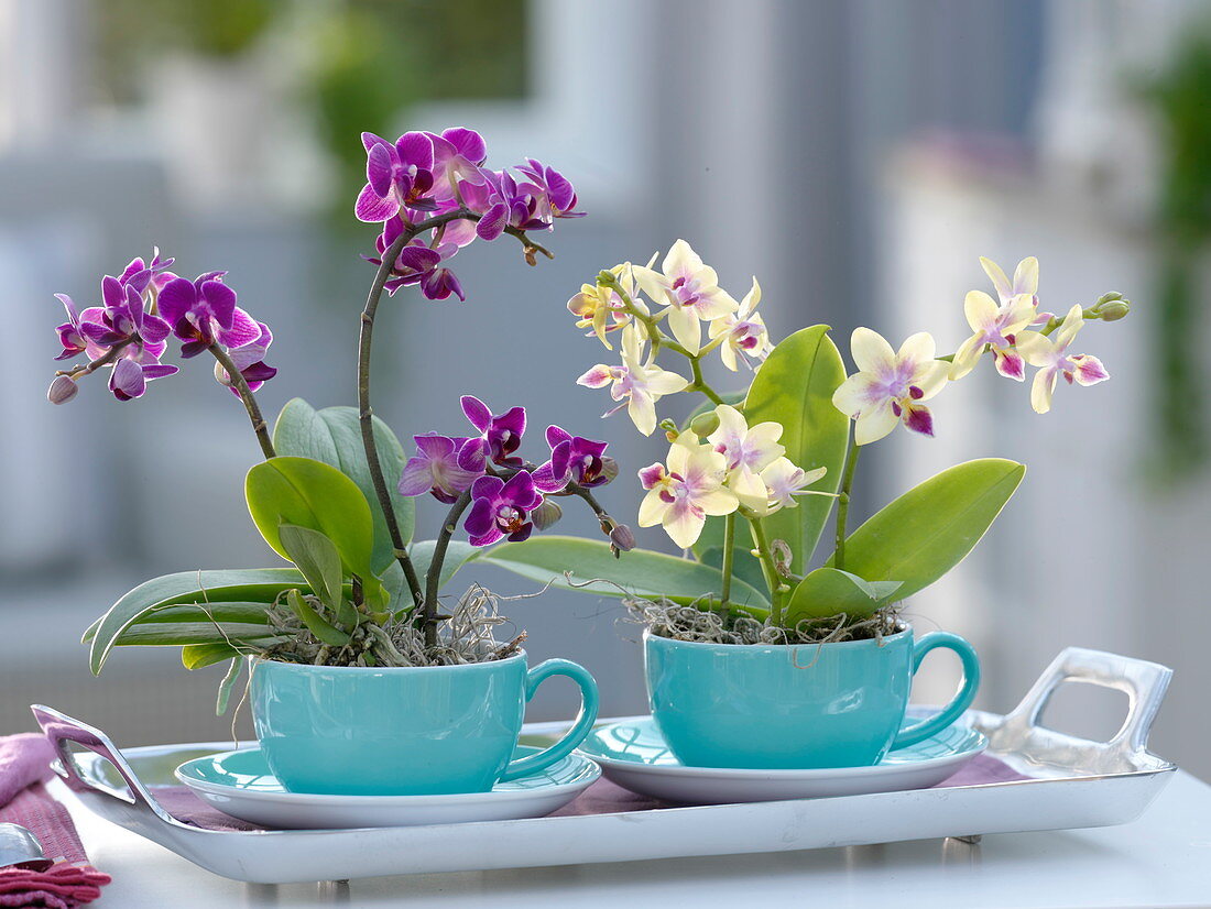 Mini-Phalaenopsis (Malay flower, butterfly orchid)
