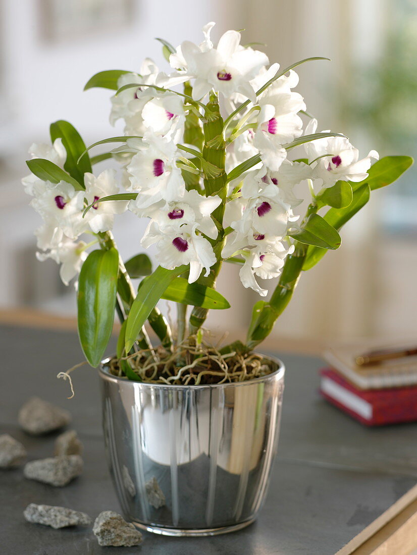 Dendrobium 'Star Class White' in a silver planter