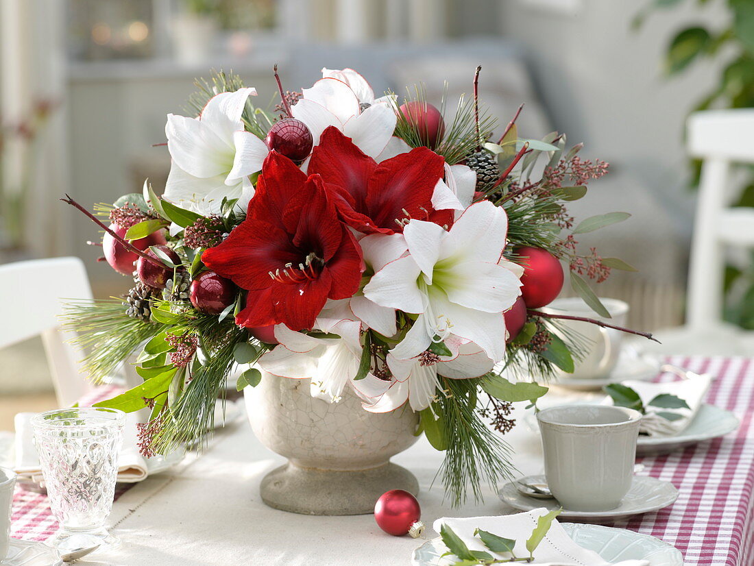 Red and white Christmas bouquet of Hippeastrum (Amaryllis)