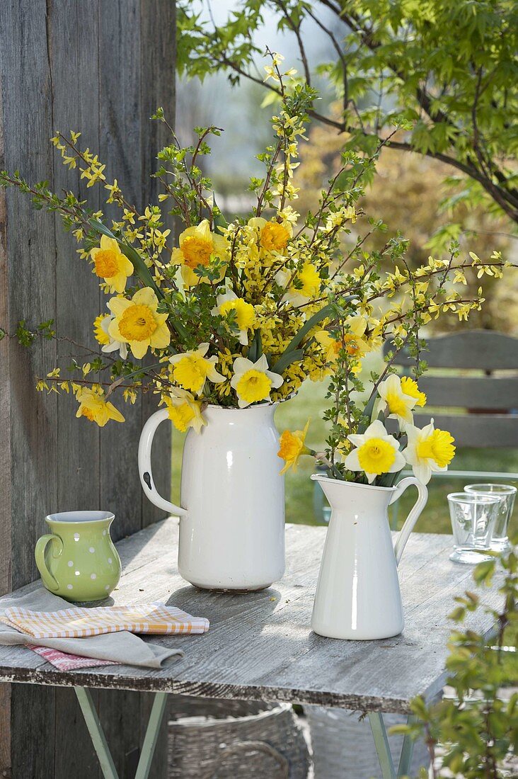 Gelbe Frühlingssträuße in weißen Kannen : Narcissus (Narzissen)