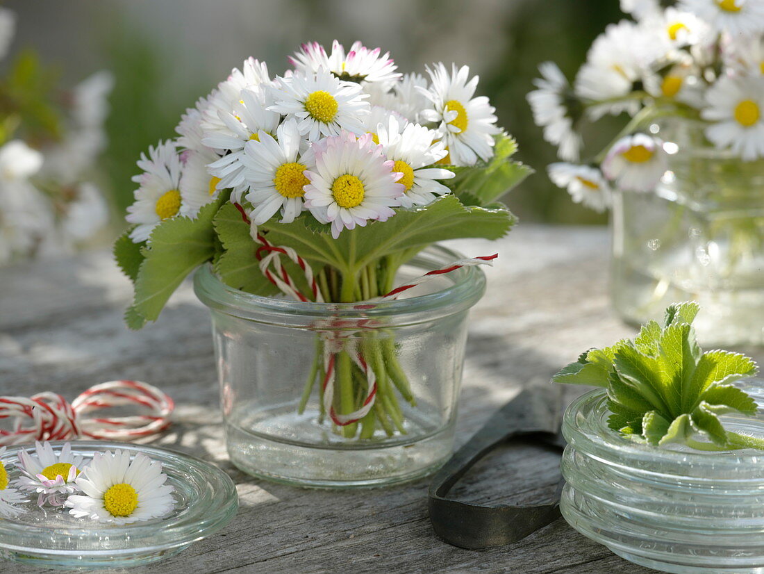 Sträußchen aus Bellis perennis (Gänseblümchen)