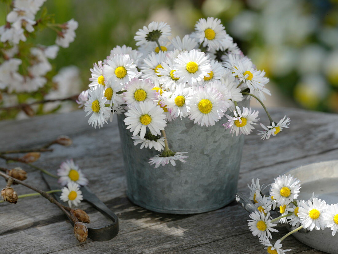 Small bouquet of Bellis perennis (daisies) in zinc cups