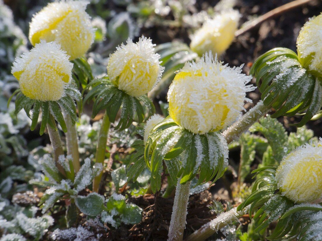 Eranthis (winter aconite) with hoarfrost