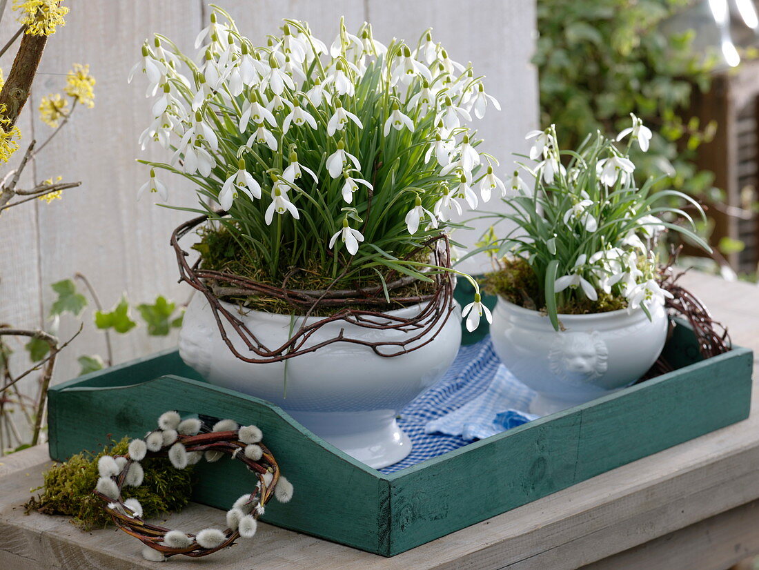 Galanthus (Schneeglöckchen) in Suppenschüsseln