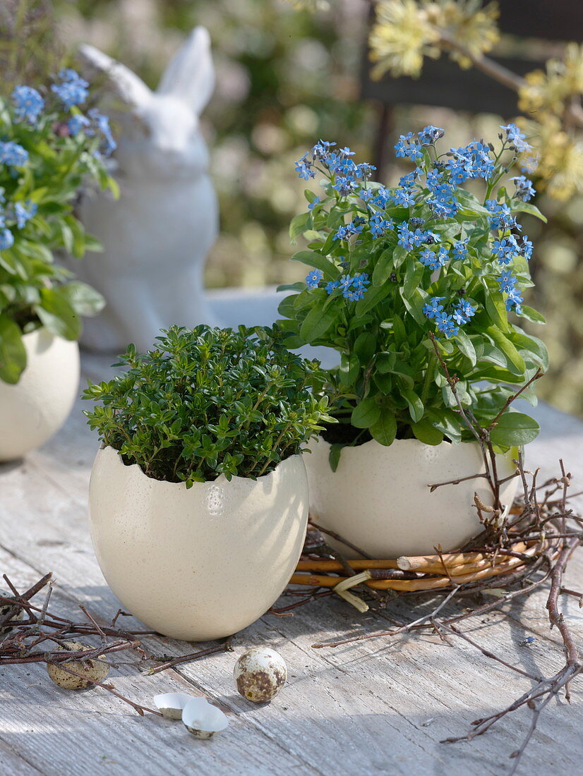 Myosotis (Vergißmeinnicht) und Thymian (Thymus) in Straußeneiern