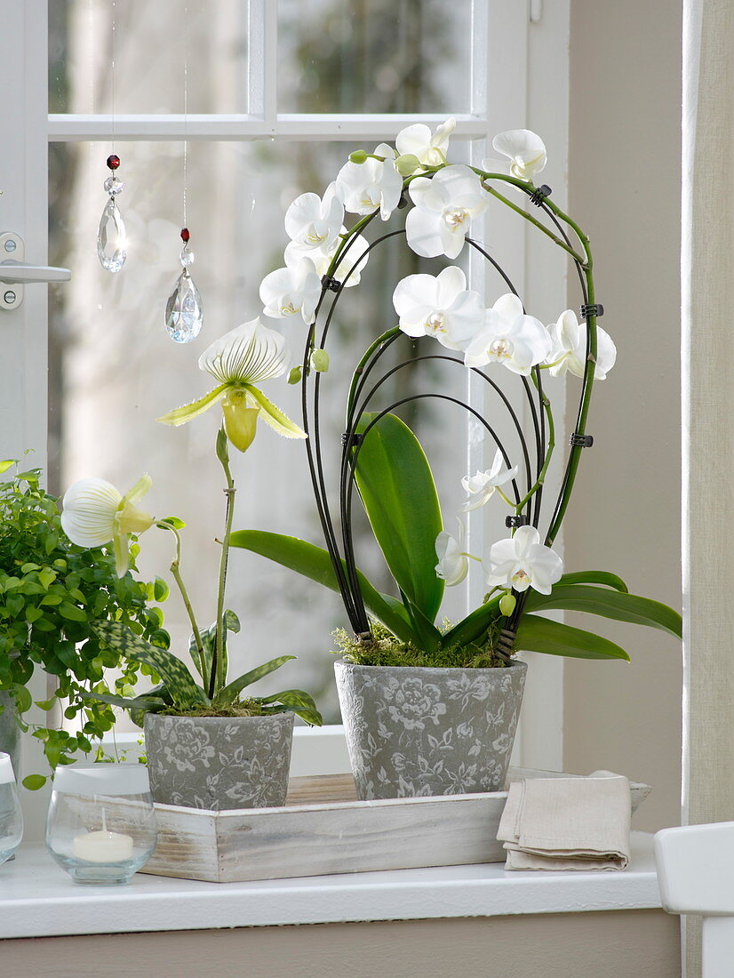 Orchid window with Phalaenopsis 'Rainbow White', Paphiopedilum 'Maudiae'