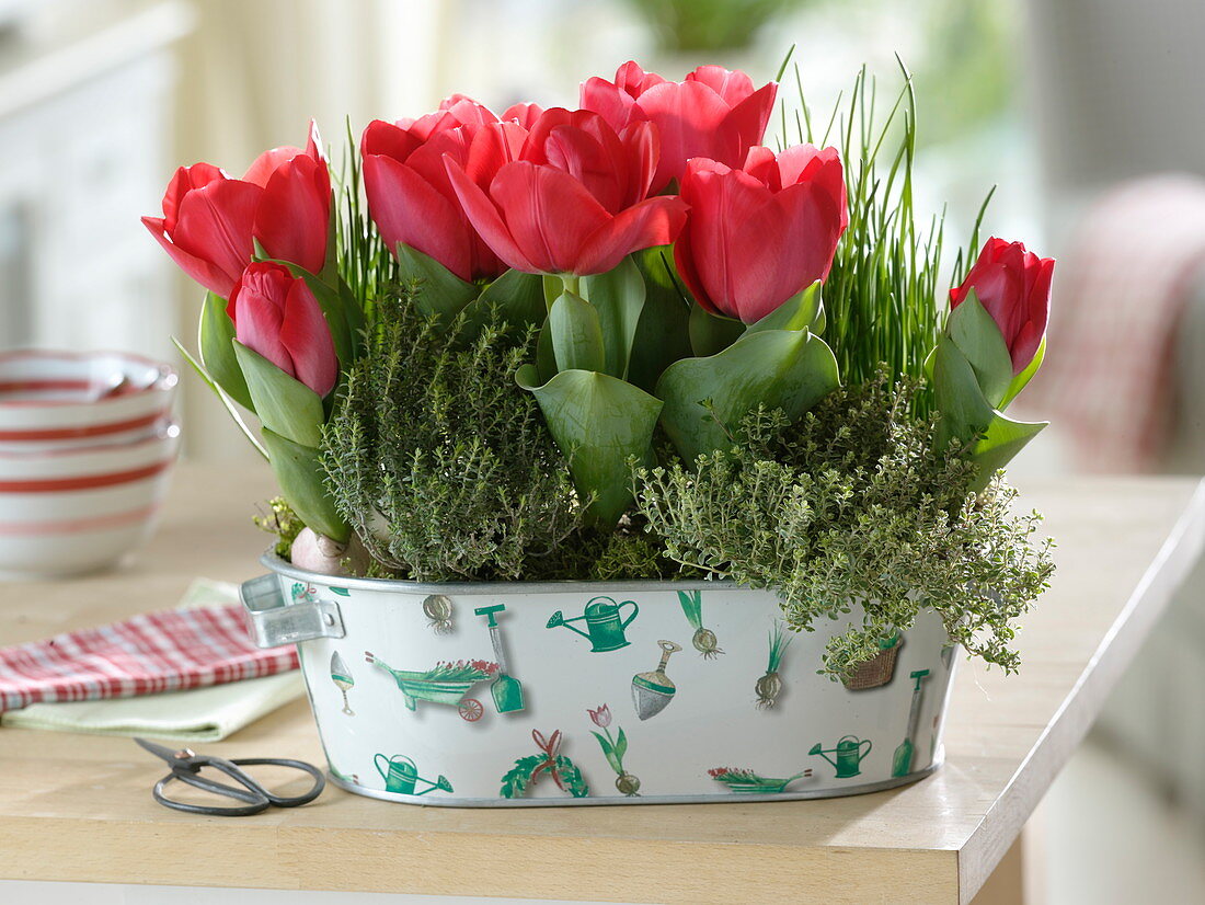 Tulipa 'Couleur Cardinal' (Dufttulpen), Thymian (Thymus), Schnittlauch