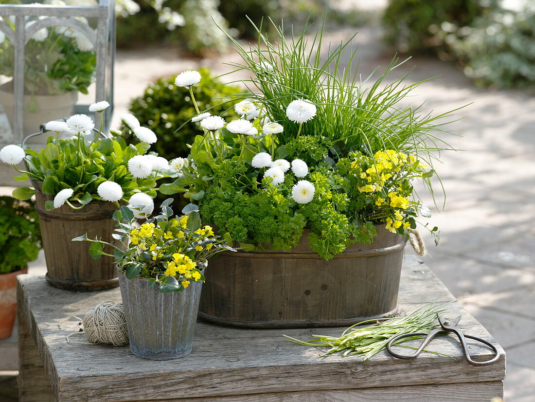 Herbs and edible flowers