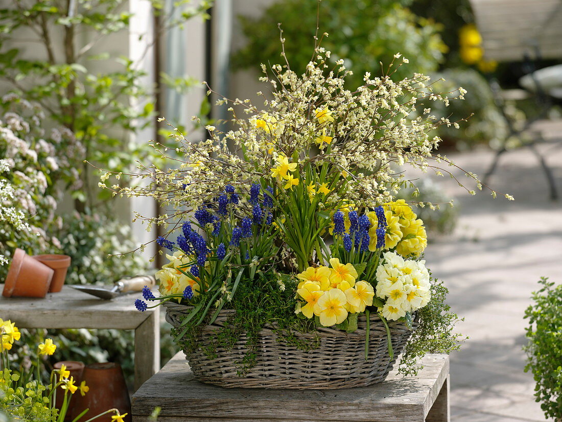 Blue-yellow spring basket