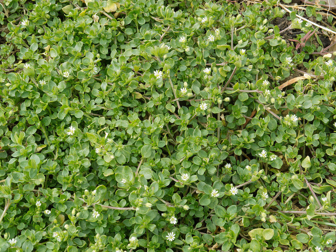 Stellaria media (Vogelmiere)