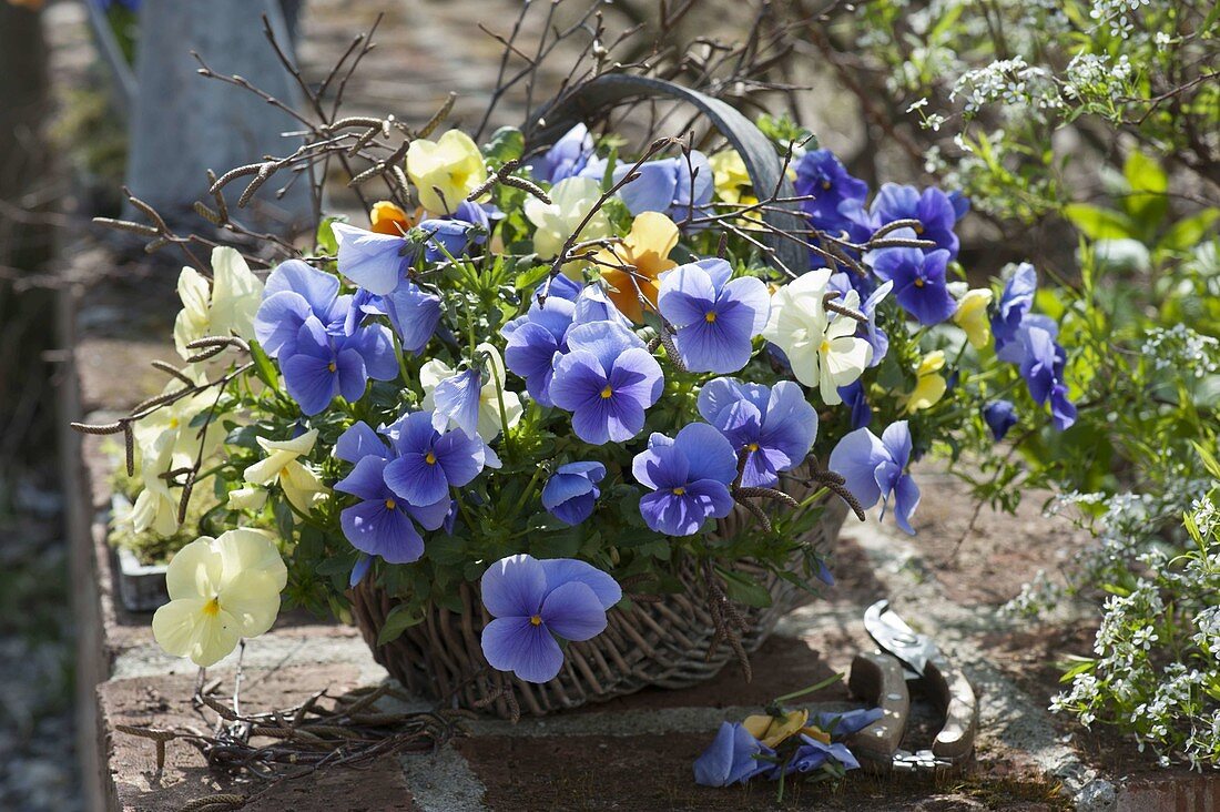 Basket with viola wittrockiana and betula branches