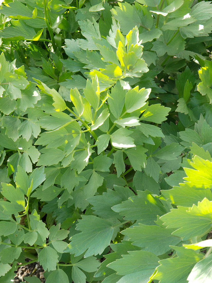 Levisticum officinale (Lovage, Maggi herb)