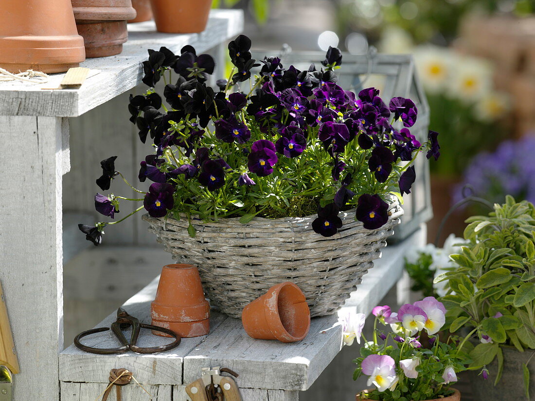 Viola cornuta Twix 'Black' (horn violet) in basket