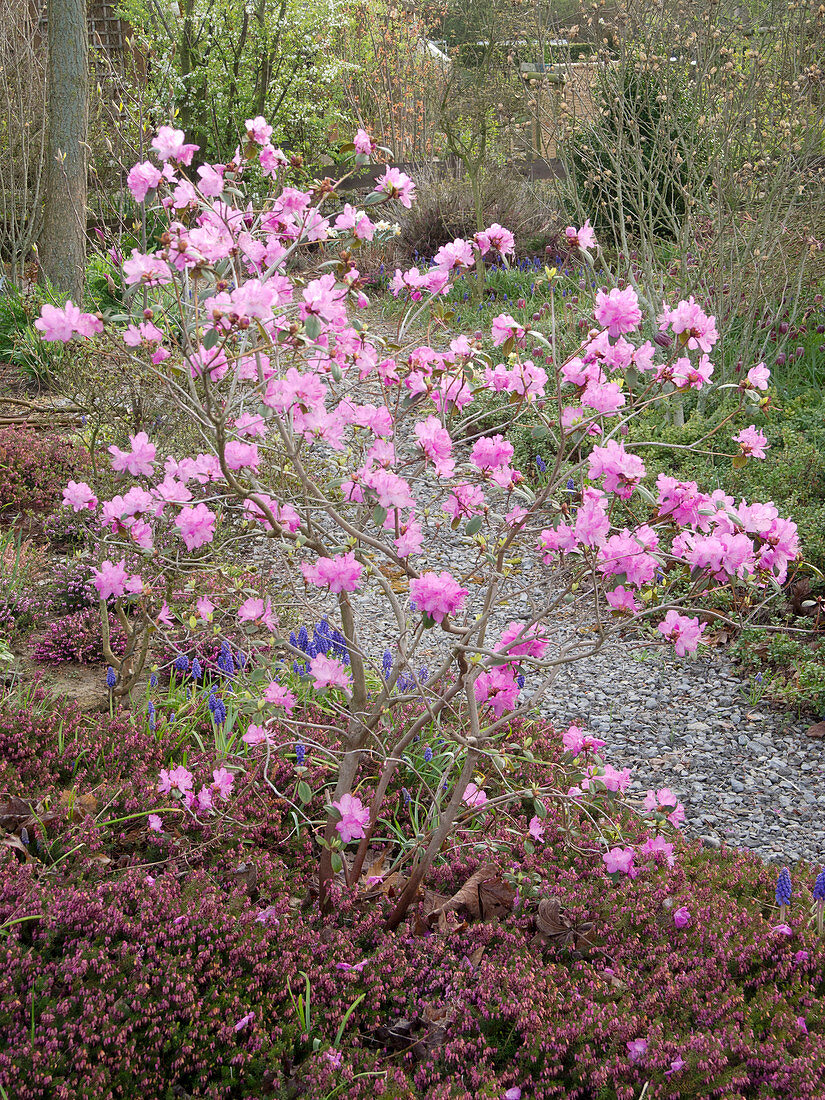 Rhododendron praecox in the bed with Erica carnea