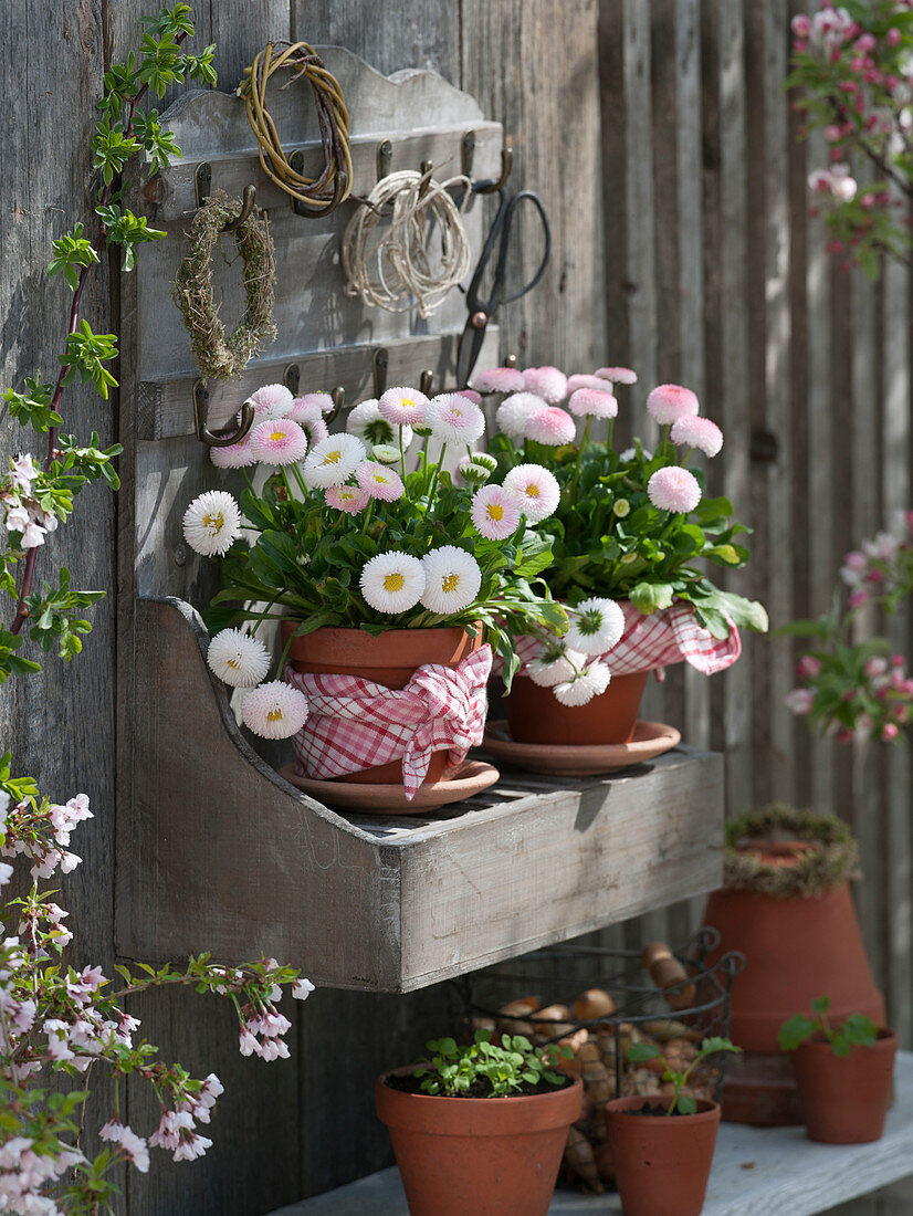 Clay pots with Bellis (millennium) on wall shelf