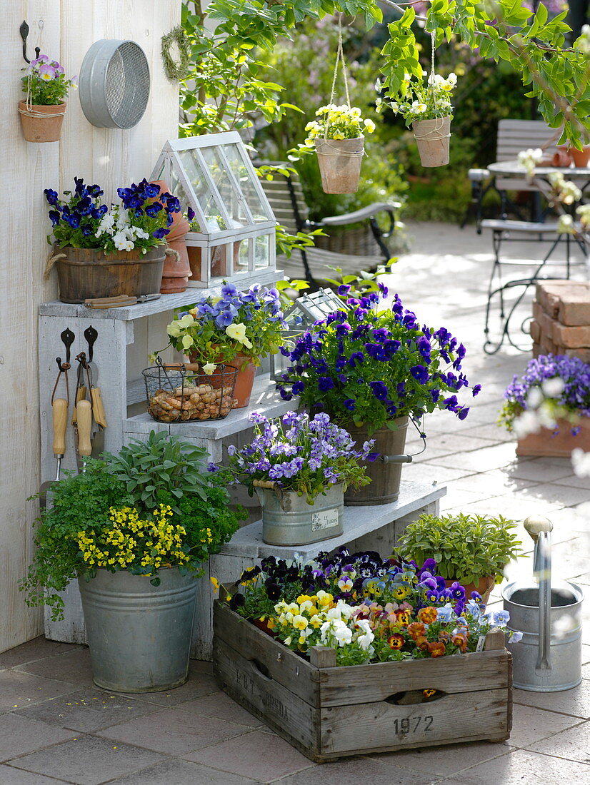 Horned violet arrangement on the spring terrace