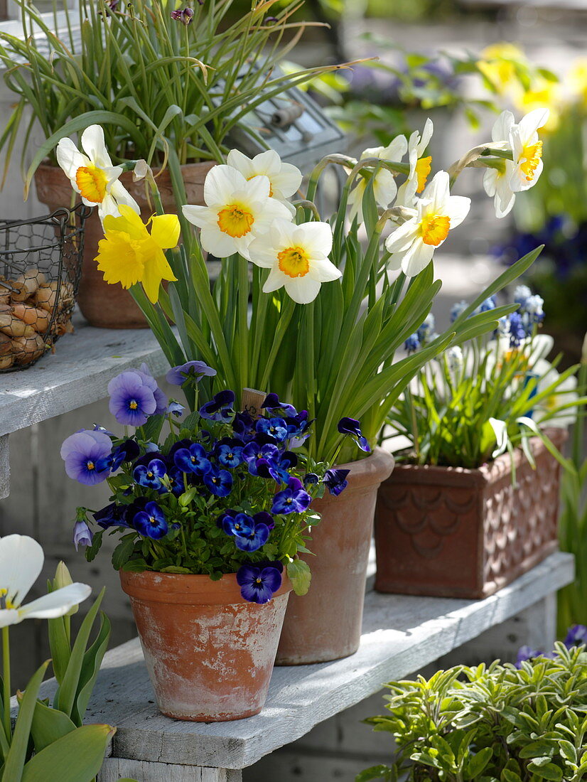 Narcissus, Viola cornuta and Viola wittrockiana