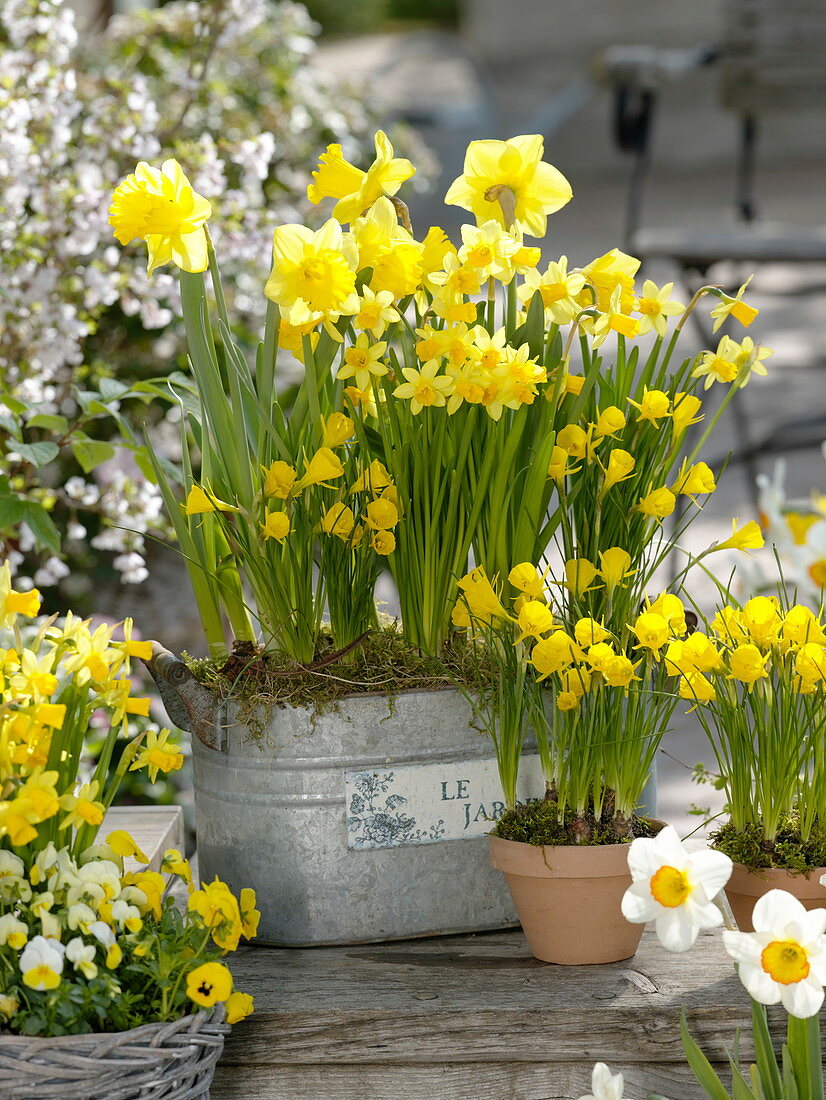Narcissus 'Yellow River', 'Tete a Tete' (daffodils), Narcissus 'Golden Bells'.