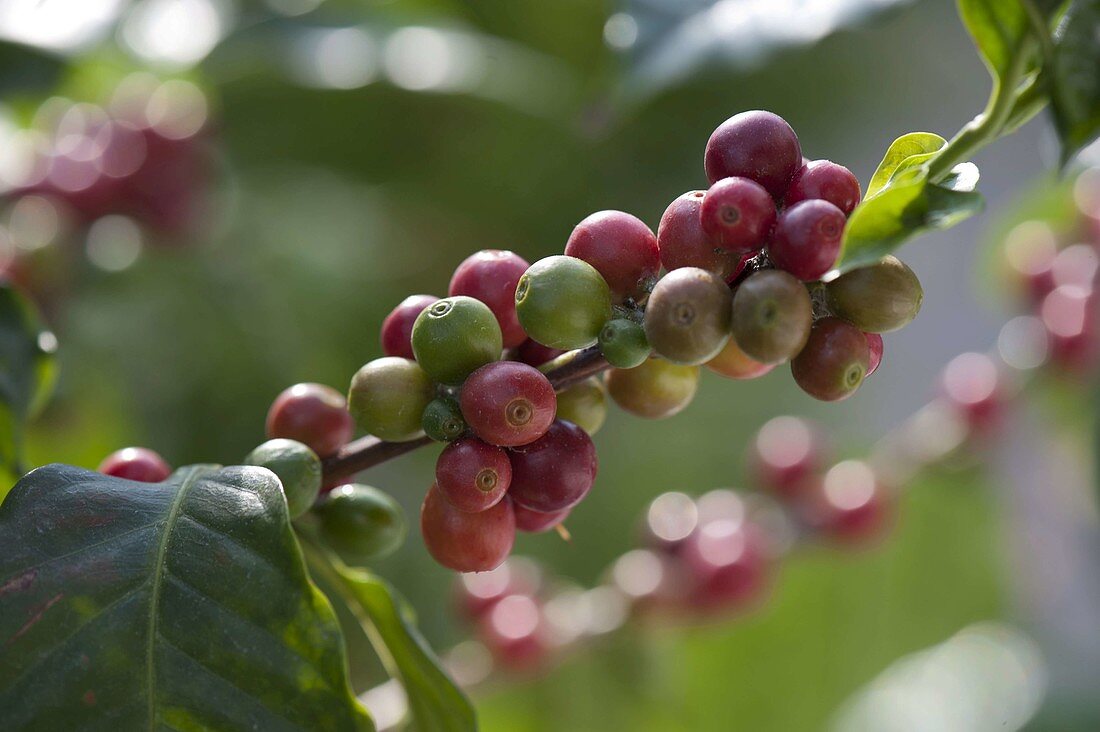 Coffea arabica (Kaffee-Pflanze) mit Früchten