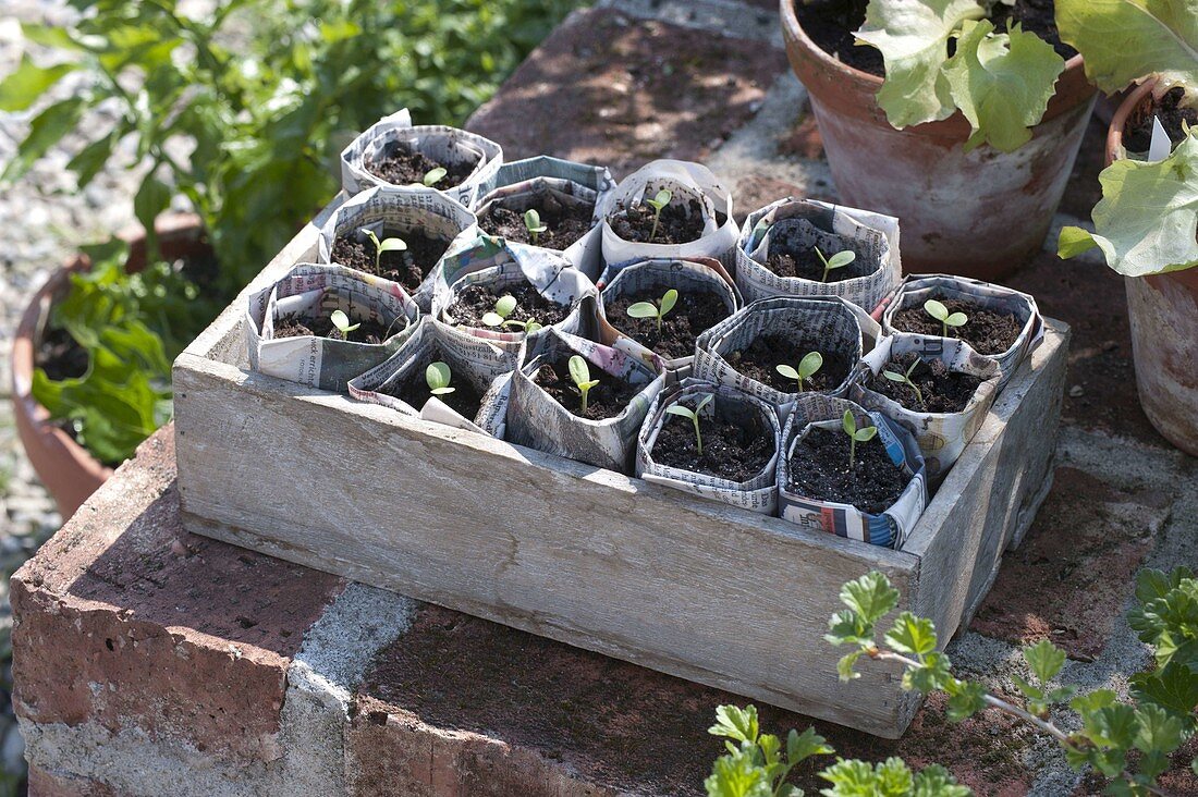 Zinnia seedlings in small pots of newspaper
