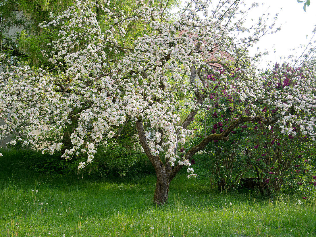 Blühender Apfelbaum (Malus) auf Wiese