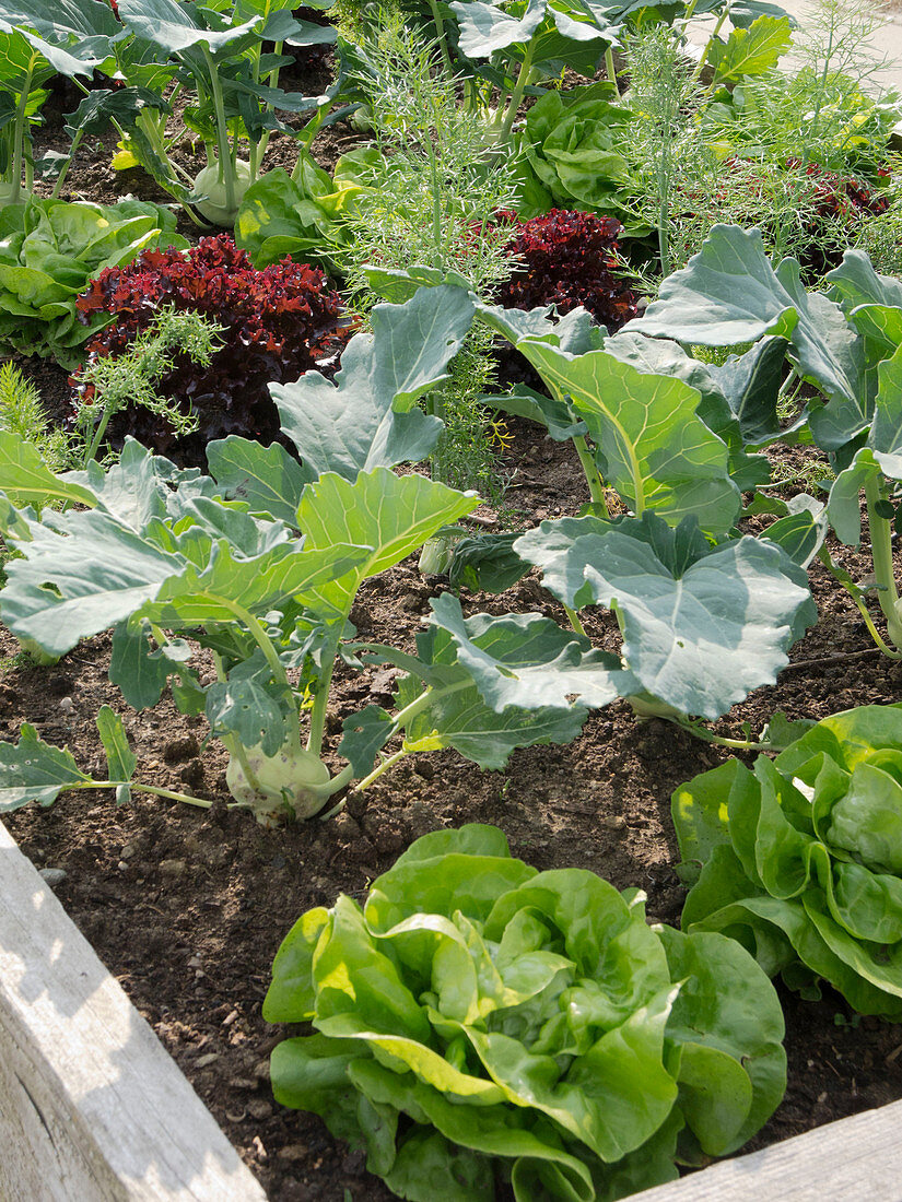 Gemüsebeet mit Salat (Lactuca) und Kohlrabi (Brassica)