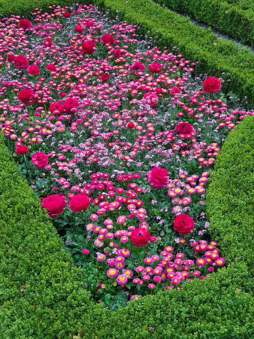 Frühlingsblumen in Einfassung aus Buxus (Buchs)