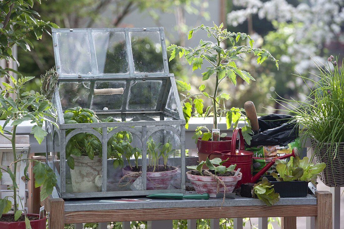 Planting table with mini greenhouse on balcony