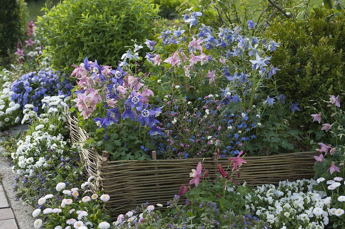 Aquilegia (Akelei), Myosotis (Vergißmeinnicht) in Beeteinfassung aus Weide