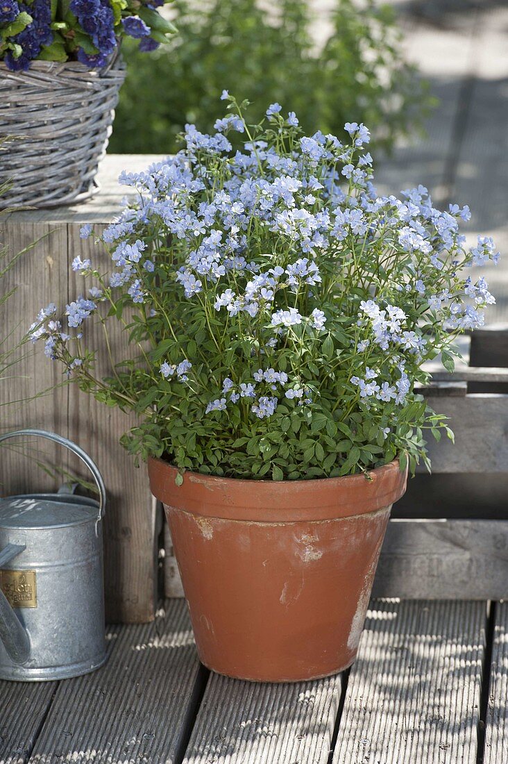 Polemonium reptans (Kriechende Jakobsleiter)