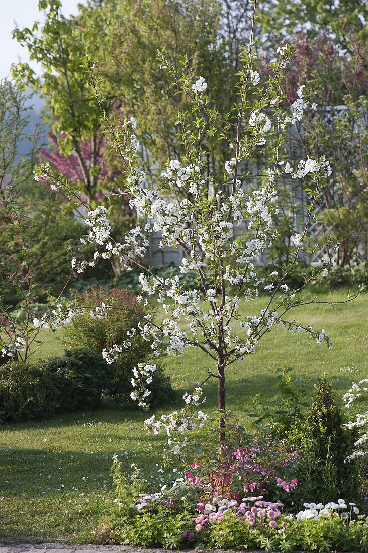 Sauerkirsche 'Morina' (Prunus cerasus)