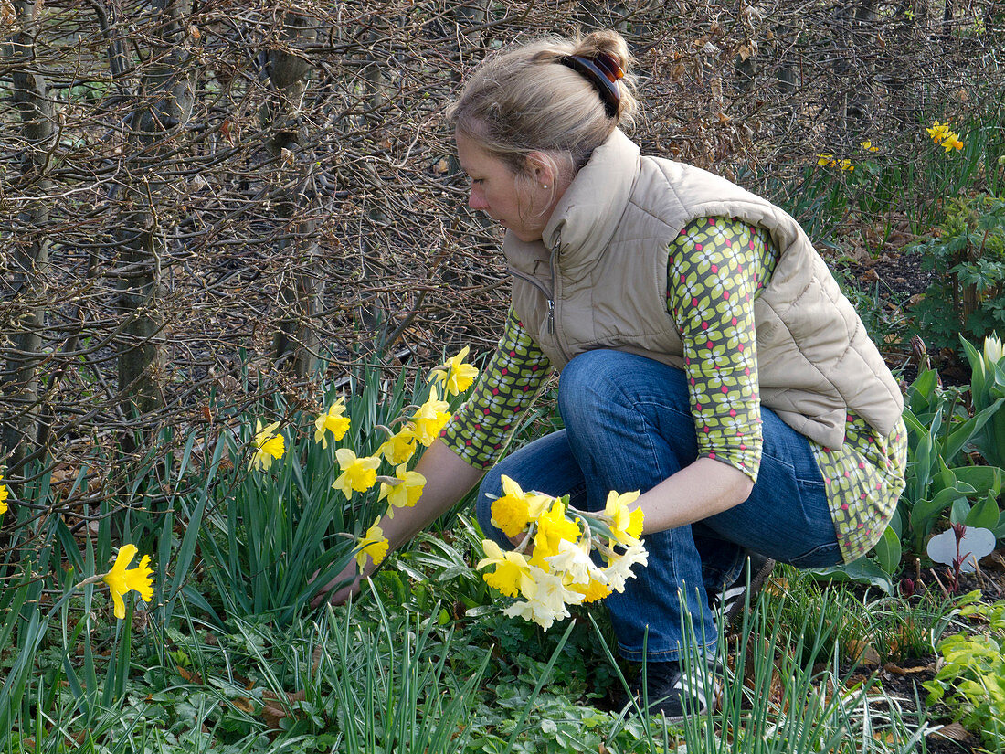 Woman picking narcissus (daffodil) in front of hedge from Carpinus