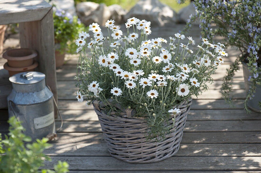 Leucanthemum hosmariense 'African Eyes' (Margeriten) in Korb